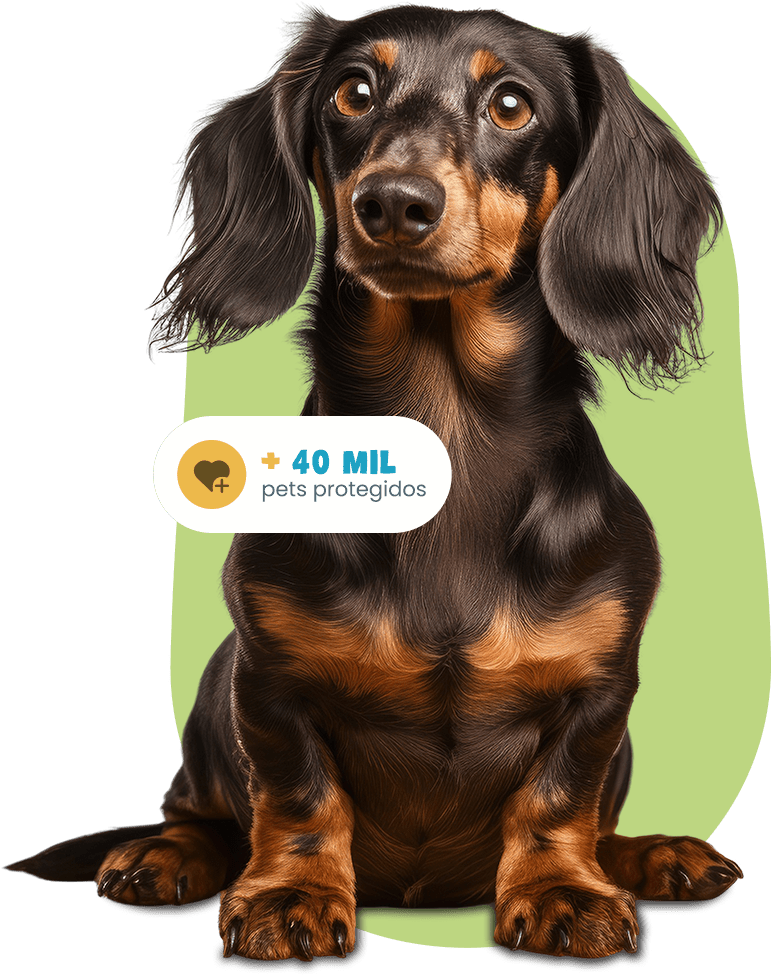 Dachshund protegido pela Plamev